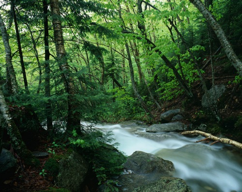 Dry Brook, White Mountain National Forest, NH (MF).jpg Dry Brook, White Mountain National Forest, NH (MF).jpg